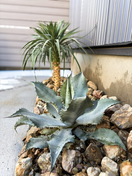 アガベとユッカ使った玄関アプローチのガーデニング施工