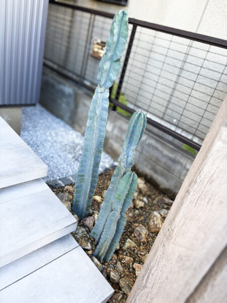 柱サボテンを使った玄関アプローチのガーデニング施工